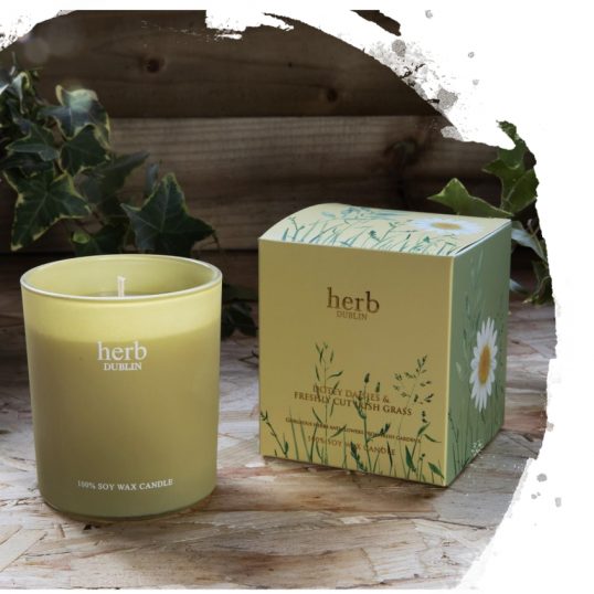 HERB DOTEY DAISIES BOXED CANDLE